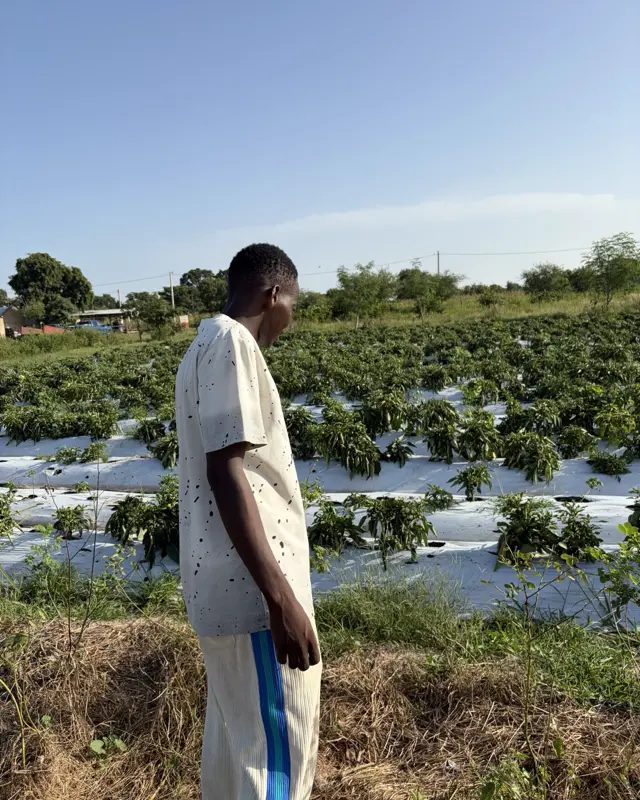 A worker inspects a chili plot under plastic mulch