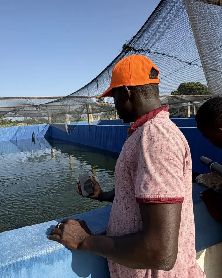 A farm worker checks his phone beside a fish tank in Minawara