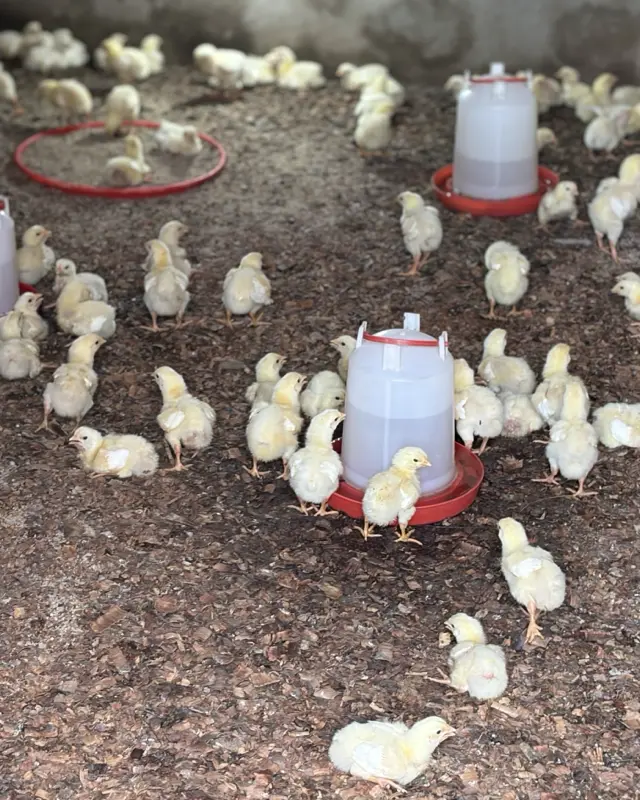 Broiler chicks around a drinker in the poultry house