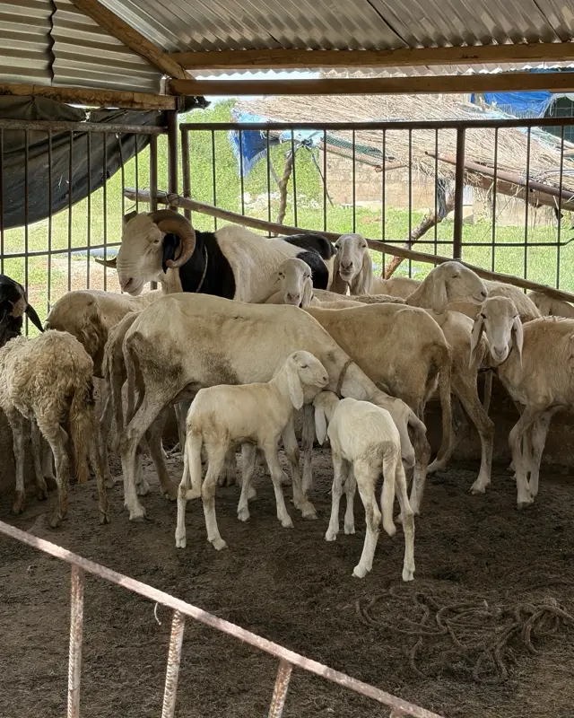 Troupeau de moutons et agneaux dans la bergerie